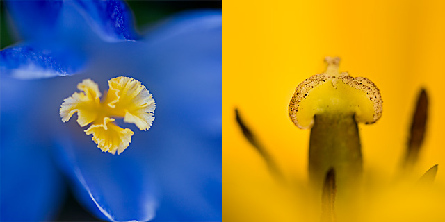 blue crocus and yellow tulip abstract macro photos